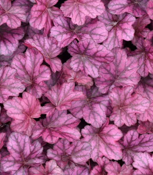 Heuchera 'Wide Rose'